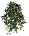 Sternefeu-Busch. 30cm. 218 Bl�tter