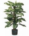 Syngonium. getopft. 90cm. 78 Bl�tter