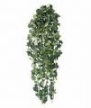 Sternefeu-Busch. gepudert. 85cm. 616 Bl.