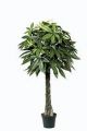 Pachira. getopft. 120cm