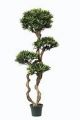 Podocarpus. getopft. 140cm