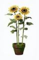 Sonnenblume. getopft. 85cm