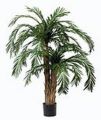 Cycas-Palme x 2.     135cm