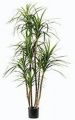 Dracaena x 8. 170cm