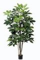 Bezeichnung: Schefflera. 200cm