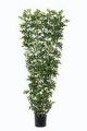 Jasmin-Spalier. 160cm