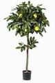 Zitronen-Baum. 120cm