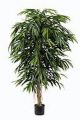 Ficus Pandora. 165cm