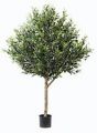 Oliven-Baum. 190cm