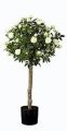 Rosenhochstamm. 75cm