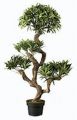 Podocarpus.getopft. 90cm