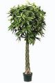 Pachira. getopft. 180cm