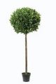 Lorbeer-Kugel-Baum. 150cm
