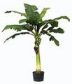 Bananen-Baum. getopft. 140cm