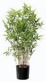 Bambus Orientalis. 75cm