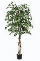 Ficus. getopft. 180cm