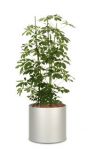 Scheffleria arboricola B�ropflanze Hydrokultur mit Gef�ss alu