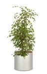 Ficus Golden King mit farbigem Blattwerk