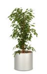 Ficus benjamini, Polarisierender Klassiker Hydrokultur 160 cm
