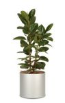 Ficus elastica, back to the 60-s... B�ropflanzen Hydrokultur