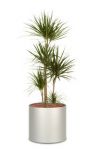 Dracaena marginata, f�r hell und dunkel B�ropflanze Hydro