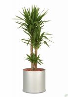 Yucca aloifolia B�ropflanze Hydrokultur Pflanzgef�ss aluminium